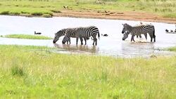 Zebra Herd Drinking in mere / lake Stock Footage
