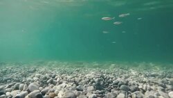 Turquoise underwater stony beach Stock Footage