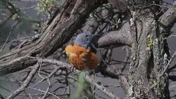 Common rock thrush Stock Footage