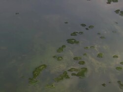 CU AERIAL ZO Shot of Lower red rock lake / Montana, United States Stock Footage