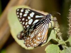 Common Tiger Butterfly Stock Footage