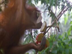 CU Orang utan (Pongo pygmaeus) dangling from branch to reach fruit, Carefully removes case with mouth then eats fruit, climbs back up tree, Malaysia Stock Footage