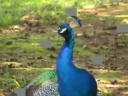 Peacock Stock Footage
