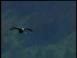 MS Tufted Puffin, Fratercula cirrhata, flying over lake, Arctic Circle Stock Footage