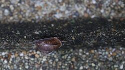 The snail walking on old stone. Stock Footage