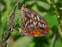 Two Orange and Black Butterflies Mating on a Milkweed Stalk, Isolated on a Green Background Stock Footage