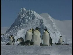 MS Group of Emperor penguins standing on ice, ice mountain in background, Antarctica Stock Footage