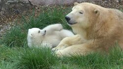 CLEAN : Baby polar bear at French animal park makes first appearance News Clip