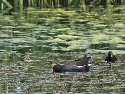 MS Common Moorhen or European Moorhen, gallinula chloropus, Chick with Adult looking for Food  / Vieux Pont, Normandy, France Stock Footage