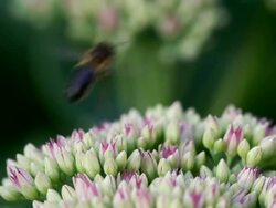 Honeybee on Flower Stock Footage