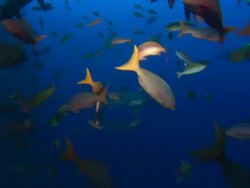 Silvertip shark with school of fish, Mexico  Stock Footage