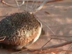 MS ZO TS View of Desert hedgehog (Paraechinus aethiopicus) looking for food in desert / eilat, negev desert, Israel Stock Footage