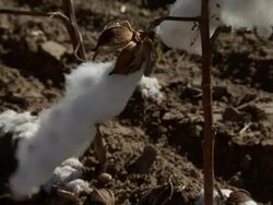 Medium zoom-out - A breeze blows cotton plants in a field. / Oklahoma, USA Stock Footage