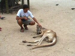 Patting A Kangaroo Stock Footage