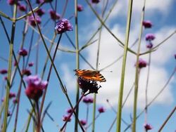 Butterfly Stock Footage