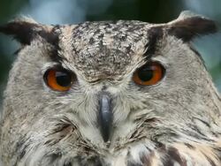 CU European eagle owl looking around / Vieux Pont, Normandy,  France Stock Footage