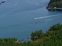 WS AERIAL View of One speed boat crossing by fish farm / Maine, United States Stock Footage