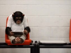 Chimp Casual Tablet Stock Footage