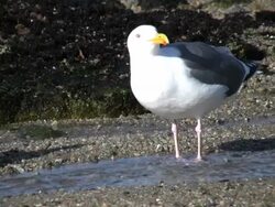 Bird at the Beach Stock Footage