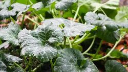 Rain dropping on Pumpkin leaf Stock Footage