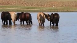 Batch of nice mongolian horses Stock Footage