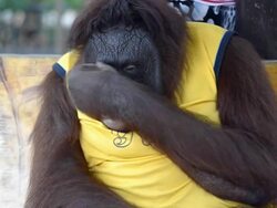 Orangutan. Stock Footage