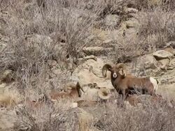 MS Shot of group of large bighorn rams resting on side of hill / Golden, Colorado, United States Stock Footage