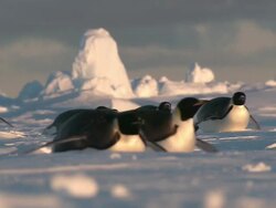 MS Adult penguins sliding on belly / EkstrÃƒÂ¶m Ice Shelf,Atka Iceport Emperor Penguin Colony,  Queen Maud land, Antarctica Stock Footage