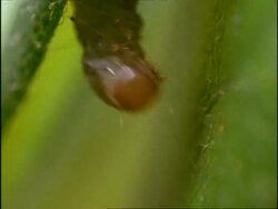 CU Moth Caterpillar sewing leaves together with silk, USA Stock Footage