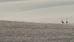 Pair of cranes Stock Footage