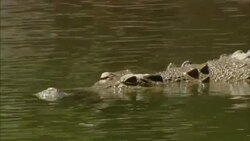 A crocodile lurks in a river. Stock Footage