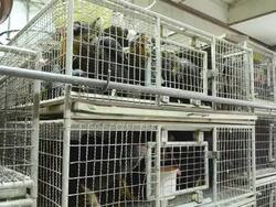 Chickens In The Cage Stock Footage