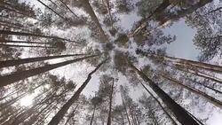 Looking Up Through Trees Stock Footage