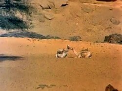 Camels on the Nile Stock Footage