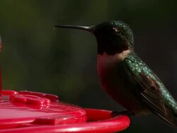 Hummingbird Feeding Stock Footage