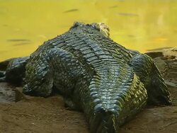 Block Shot Crocodile Mauritius Stock Footage