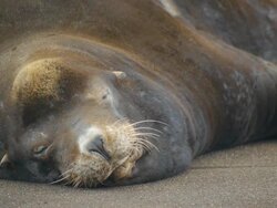 Sea Lion along Oregon coast Stock Footage