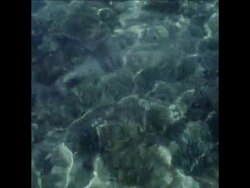 SYND 20 1 70 DIVERS IN MASAWA CAPTURE RARE TROPICAL FISH FOR EXPORT News Clip