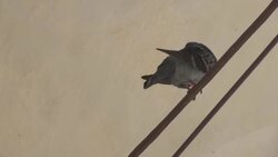 Hitler's birth home to be demolished Instructional Video