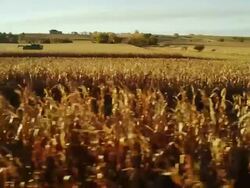 Wide shot, camera travels along rows of corn in a large field and a combine harvesting in the distance. Stock Footage