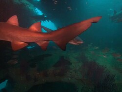 Sandtiger Ragtooth sharks, in wreck. North Carolina, Atlantic Ocean  Stock Footage