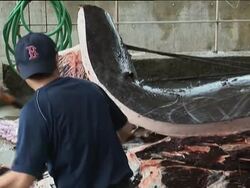 First catch of coastal whaling season unloaded GRAPHIC News Clip
