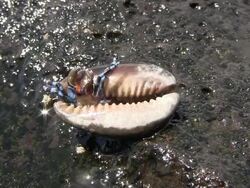 Hermit crab Stock Footage