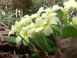 HD: Spring flower Stock Footage