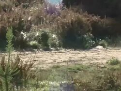 Medium Long Shot tracking-left tracking-right - A cheetah runs fast over a trail in a grassland / South Africa Stock Footage