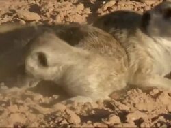 WS Two Meerkats fighting over Scorpion / Kalahari Desert, South Africa Stock Footage