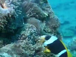CU Shot of Two bar anemone fish swimming between tentacles of anemone which is moving with the surge / Matola, Maputo, Mozambique Stock Footage
