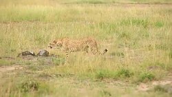Cheetah watching for preying at wild Stock Footage
