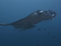 Manta Rays (Manta birostris) at cleaning station with remoras (family Echeneidae), Maldives Stock Footage
