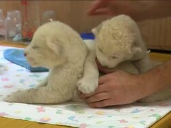 Zoo celebrates birth of rare white lion cubs News Clip